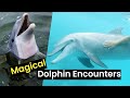 Magical Dolphin Encounters