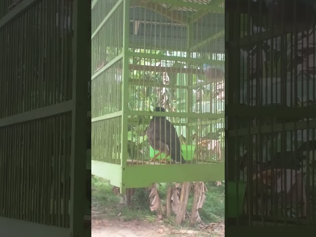 JALAK NIAS Isian ayam berkokok.Anak Ayam class=