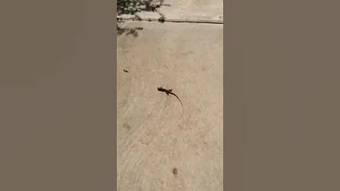 Joanne Mantis Attorney in New Orleans