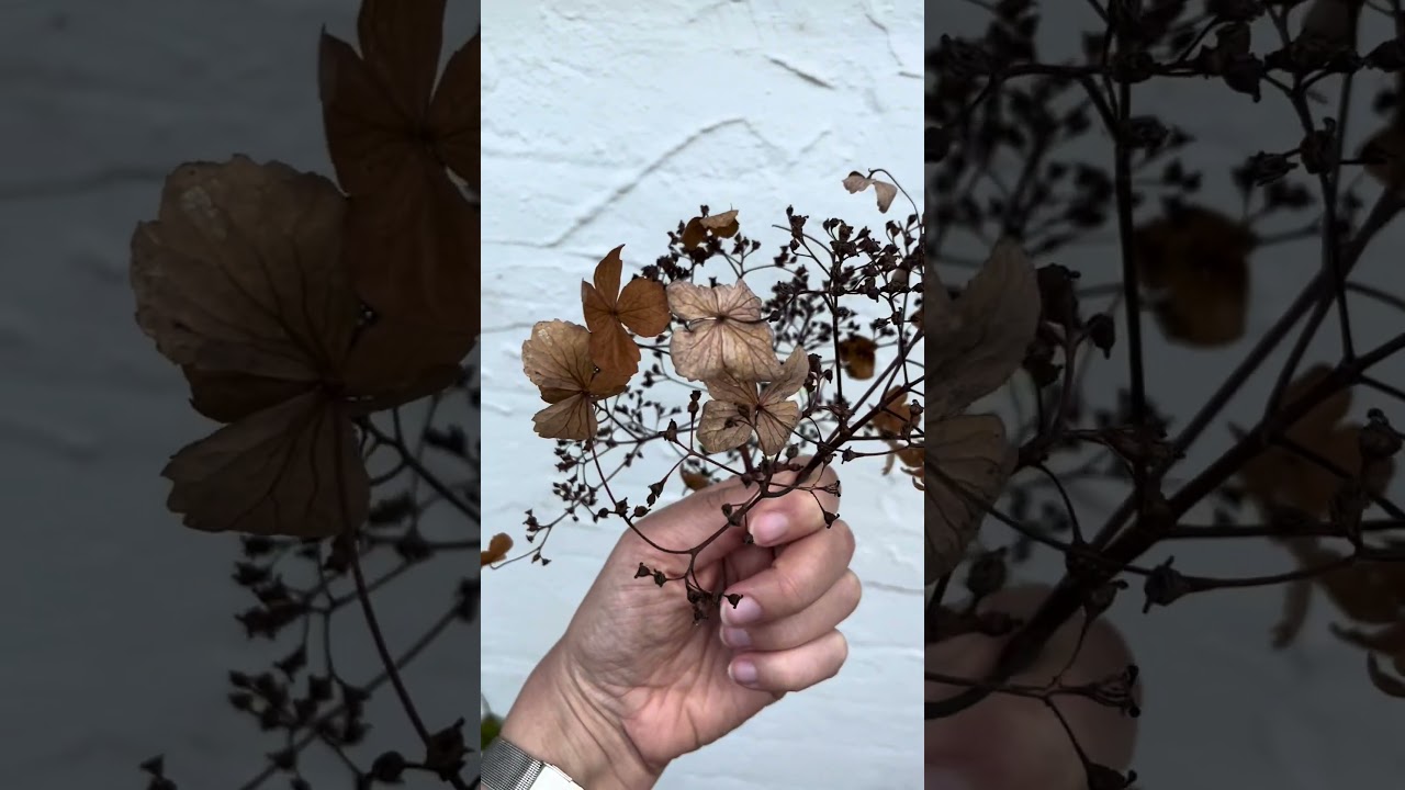Printing Climbing Hydrangea - Mini Print  