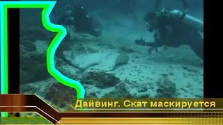 Скат stingray маскируется от дайверов видео. Мальдивы - рай красоты, Дайвинг и отдых (видео)(, 2009-12-21T19:11:43.000Z)