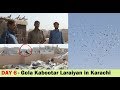 Ustad Muhammad Deen K 200 Gola Pigeons Fight in Ramswami Karachi - Part 4