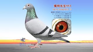 【特賣會】B19-3084953