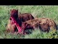 Wildebeest Eaten Alive At Maasai Mara...!