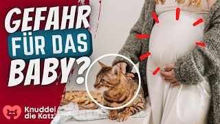 Sind Katzen für Schwangere gefährlich?