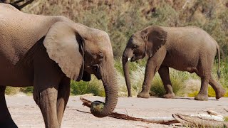 Sobrevivientes del Namib: La Travesía de los Elefantes del Desierto (DOCUMENTAL de ANIMALES)