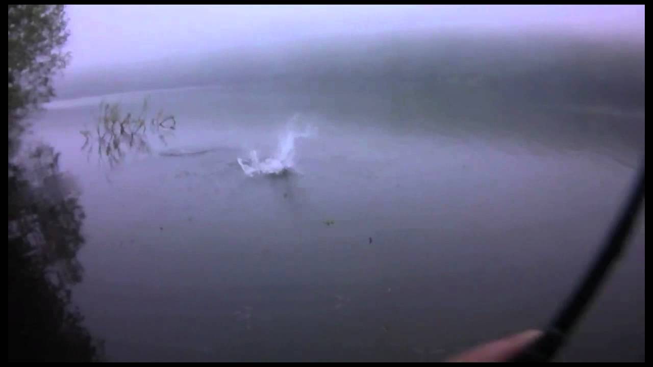 Hatcam Bass on Strike King Shad-A-Licious