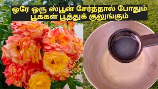 Natural fertilizer for rose plants/Best free fertilizer for plants/Organic fertilizer for roseplants