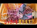 芽が伸び伸びのじゃがいもを植えても、じゃがいもが出来るんだろうか?検証します。