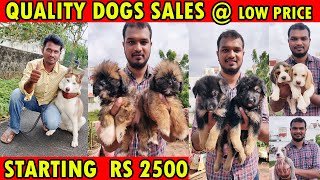DOG FOR SALES | ALL PUPPYS SALES | Cheapest Prize | Dog Kennels | All Breeds Available