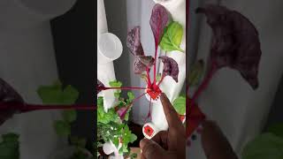 Gardyn Update  #day37#Hydroponic