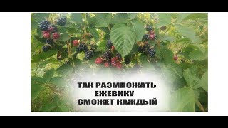 Размножение ежевики самым простым способом.Выращивание саженцев ежевики