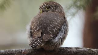 Northern Pygmy Owl