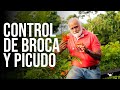 OPCIONES PARA EL CONTROL DE BROCA Y PICUDO (Con flores de Tulipan) | Jairo Restrepo