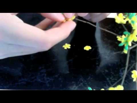 Video Ochna integerrima - youtube