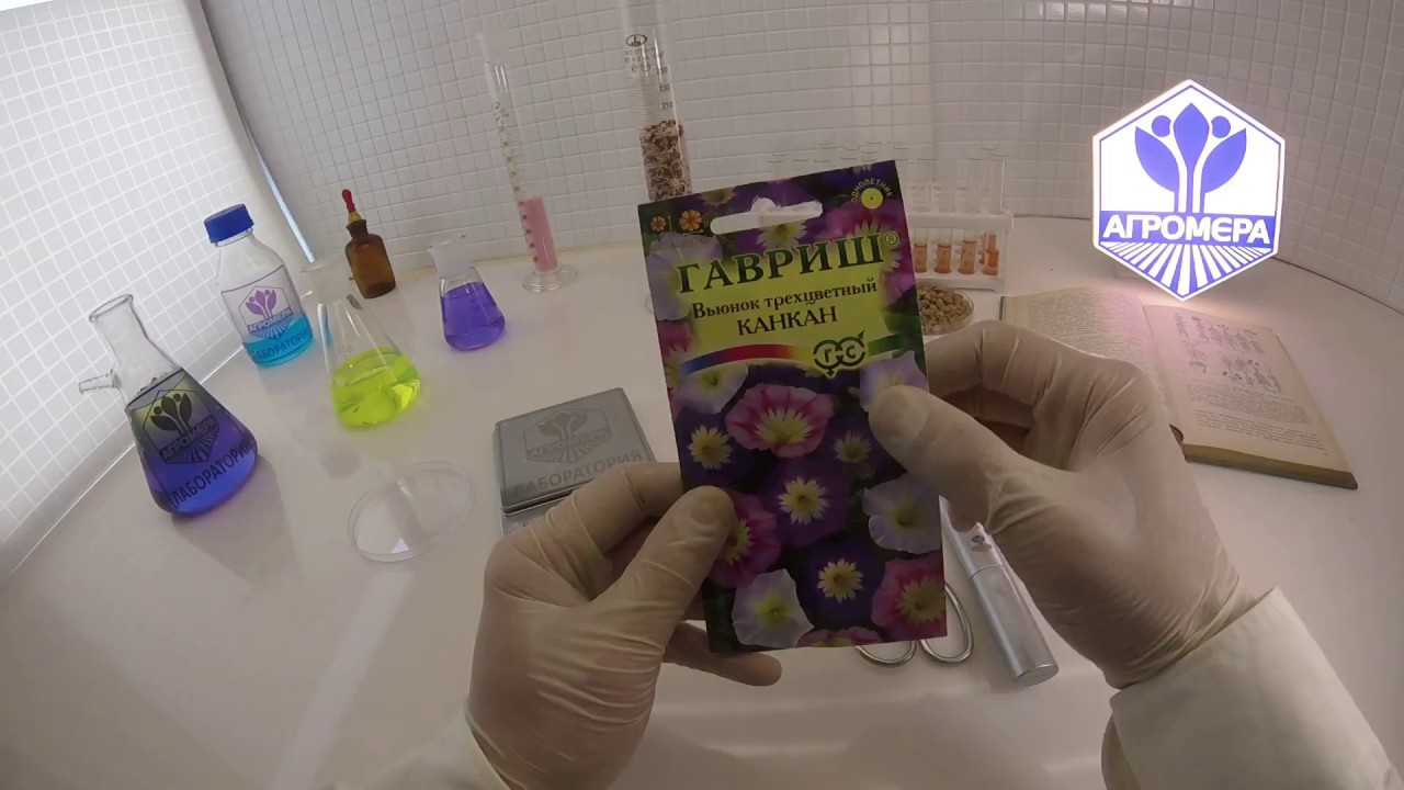 Вьюнок трехцветный Канкан. Гавриш - YouTube