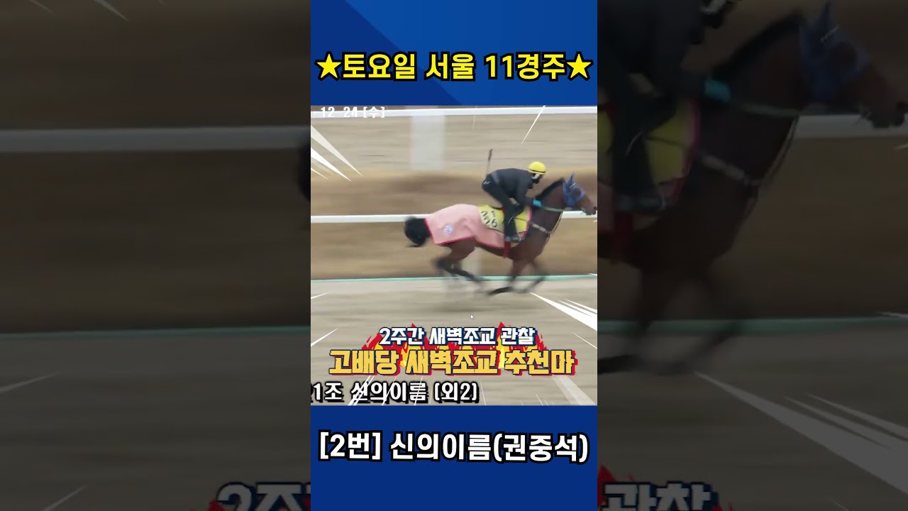 12월27일 토요일 서울 11경주!! 2주간 훈련변화 보인 강백호의 새벽조교 쏘스마!!#강백호경마 #shorts