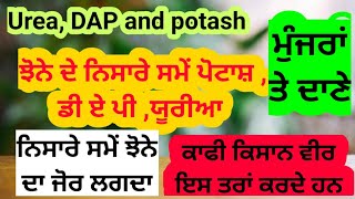 ਝੋਨੇ ਨੂੰ ਪੋਟਾਸ਼, ਡੀ ਏ ਪੀ ਅਤੇ ਯੂਰੀਆ ਨਿਸਾਰੇ ਤੱਕ Best time to apply Urea , DAP, potash in paddy crop