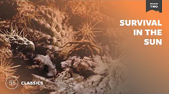 Survival in the Sun