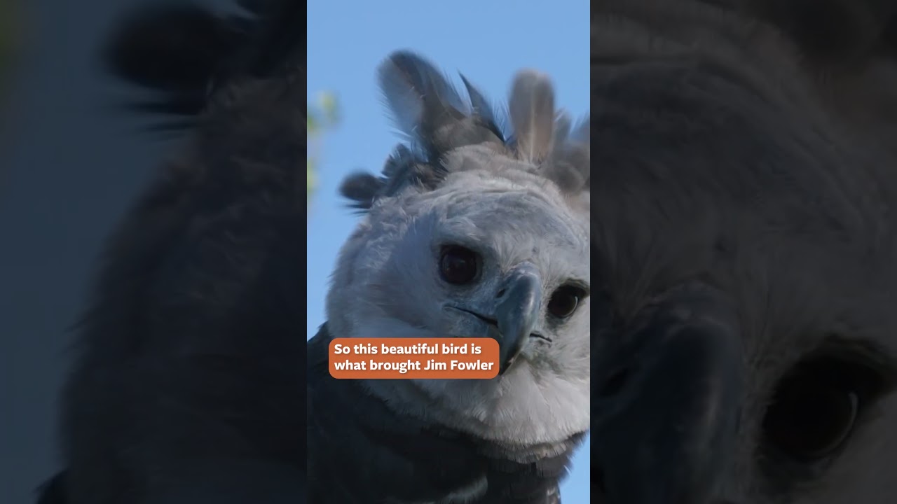 Jim Fowler's Harpy Eagles