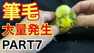 [Parrot] Thank you for waiting!! ️Pinfeather outbreak PART7 Part 1　with English subtitles