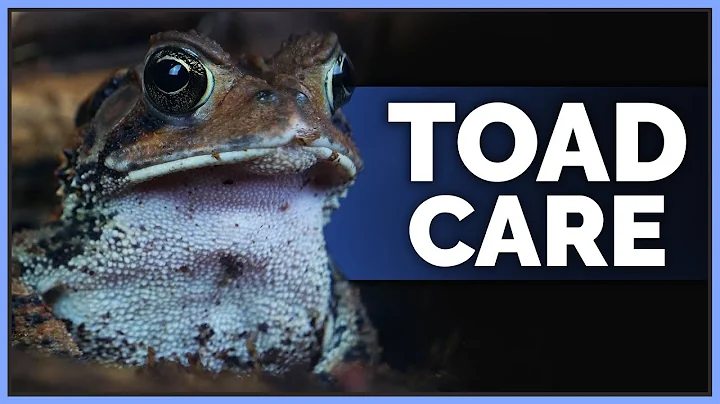 Complete American Toad Care Guide