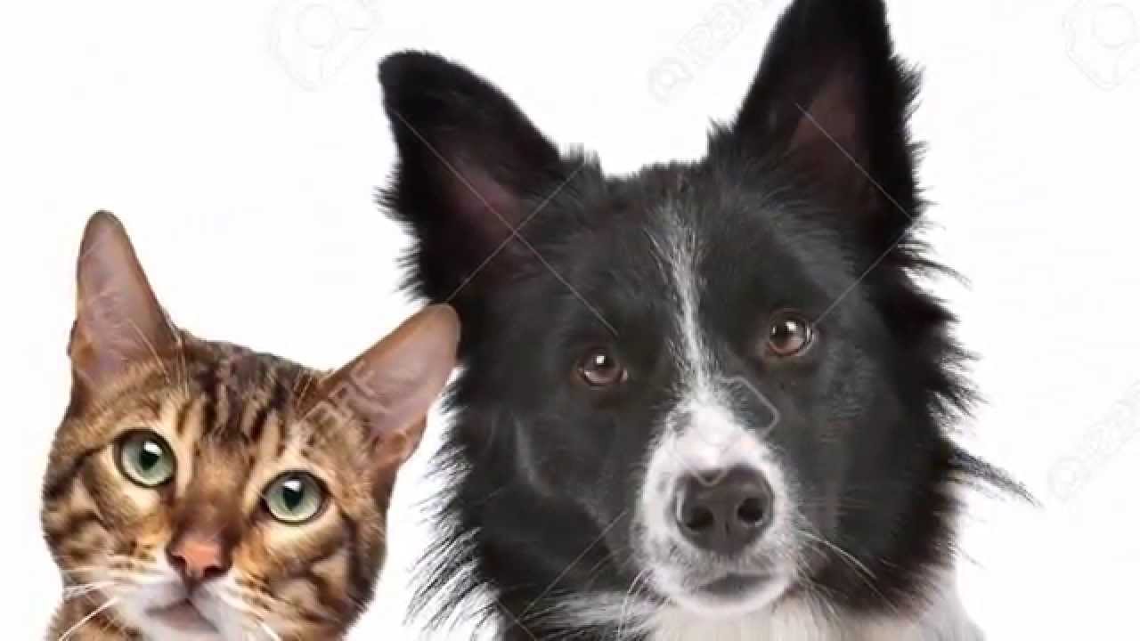 Cat and Dog home glasgow YouTube
