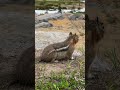 FUNNY Chipmunk attacks camera looking for food at Mt Rainier WA #shorts #wildlife #funnyvideo #hike