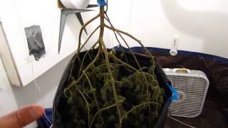 How to Cure and Dry Medical Marijuana Slowly - Using Ed Rosenthal's suggestions