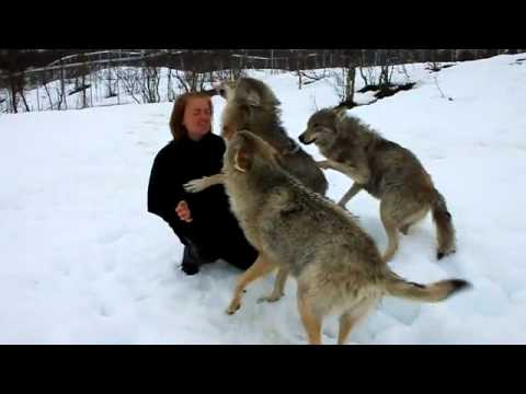 Videó: Bozontos farka van a farkasoknak?