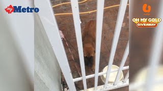 Wanita zalimi anak anjing tanpa belas kasihan