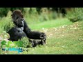 Wild and Wonderful Wildlife: Saving the lowland gorillas