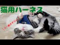 猫用ハーネスを着けた猫の嫌がり方が笑えました【マンチカン】