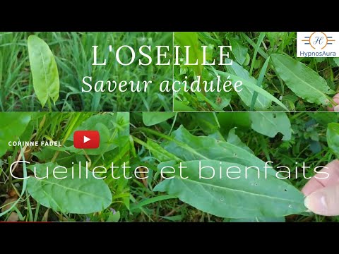 Vidéo: 19 Avantages étonnants Pour La Santé Des Feuilles D'oseille