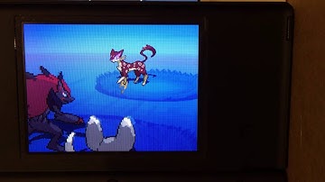 [ISHC 2016 #5] Shiny Liepard after 2,439 Encounters (5,216 Total)