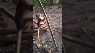 Wow ! so happily little babies monkey playing on tree #shorts