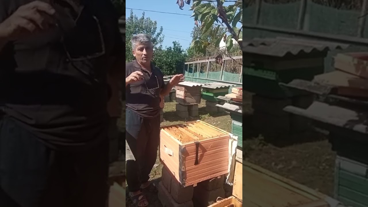 Ana arının sakit dəyişilməsi