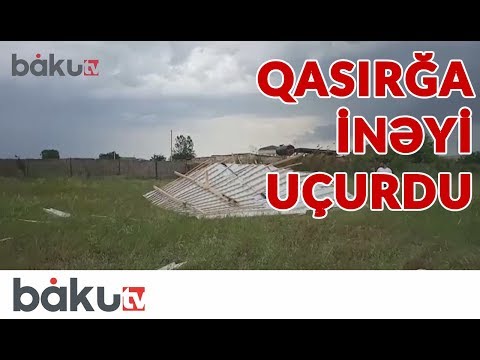 Salyanda qasırğa inəyi uçurdu