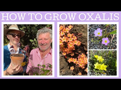 Video: Oxalis audzēšana brīvā dabā - uzziniet par Oxalis augu kopšanu dārzos