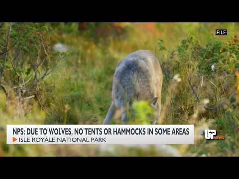 Isle Royale National Park closes tent campsites due to wolf activity
