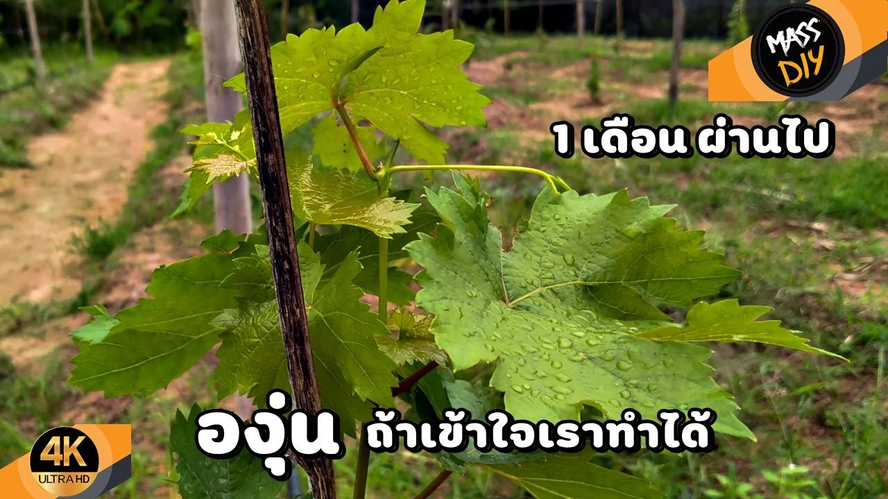 การปลูก และ ดูแลองุ่น 1เดือนแรก ถ่ายทอดประสบการณ์จริง