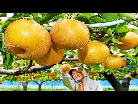 World's Most Expensive Pear - Awesome Japan Agriculture Technology Farm