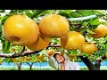 World's Most Expensive Pear - Awesome Japan Agriculture Technology Farm