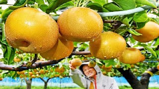 أغلى الكمثرى في العالم - مزرعة تكنولوجيا الزراعة اليابانية رهيبة