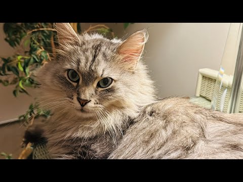 I can watch my beautiful cat all day