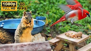 NO ADS  Calm Cat Music TV : Relaxing Squirrel picnic  1080P  60 FPS ‍⬛