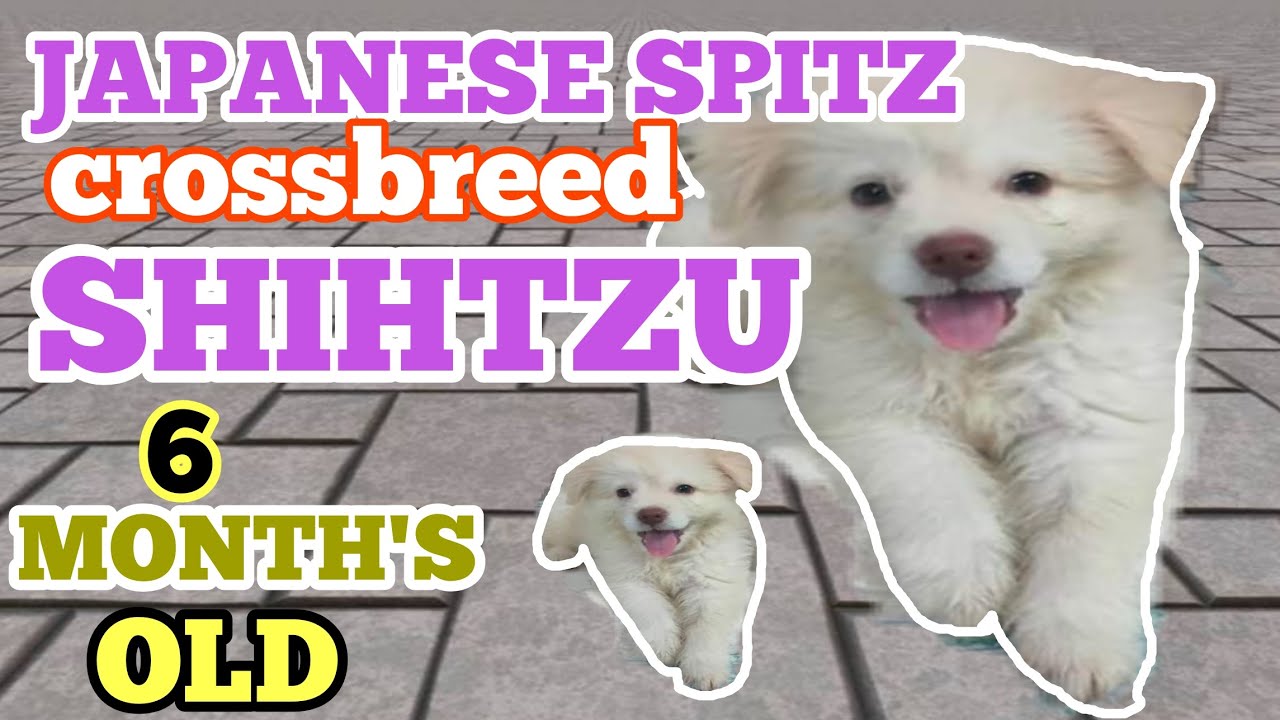 Japanese Spitz Crossbreed Shihtzu Flaffy Name 6 Month S Old Der Dogs Youtube