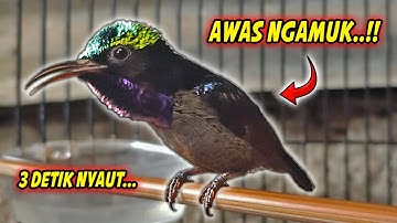 KOLIBRI NINJA GACOR FULL NEMBAK ISIAN TONJOLAN MEWAH !! PANCINGAN KONIN BAHAN AGAR CEPAT BUNYI EMOSI