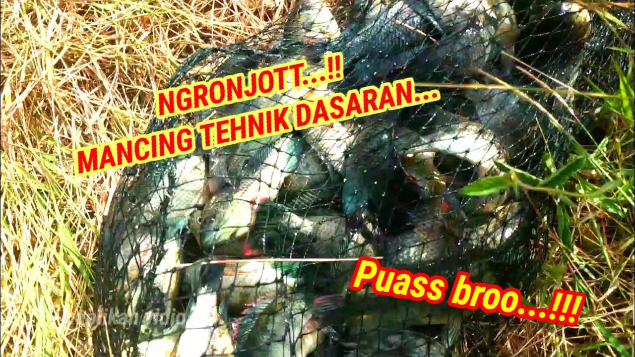 FULL SENYUM HASIL MEMUASKAN NGRONJOT//MANCING IKAN MUJAER TAMBAK OSSO SIDOARJO