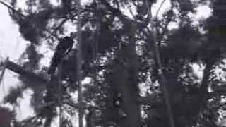 Danny Kessler - Flying Trapeze